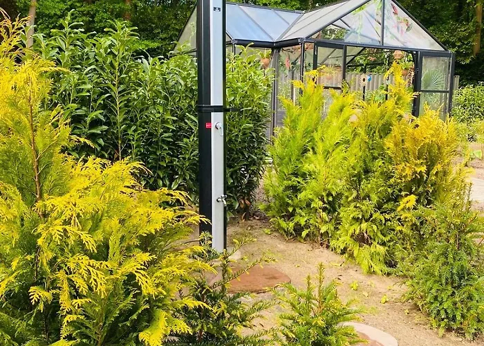 Nyaraló Morning Glory, Vogelzang *